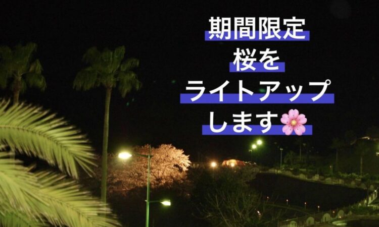 桜ライトアップ