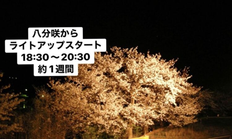 夜桜キャンプ
